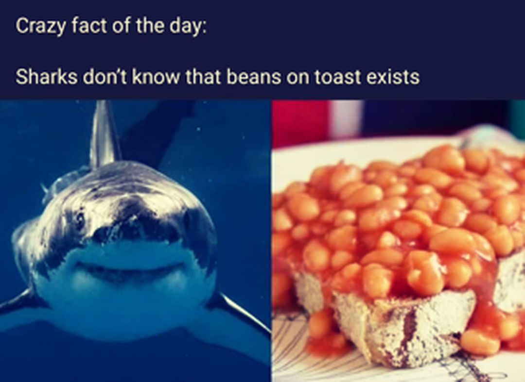 Crazy fact of the day, shark don't know that beans on toast exists
