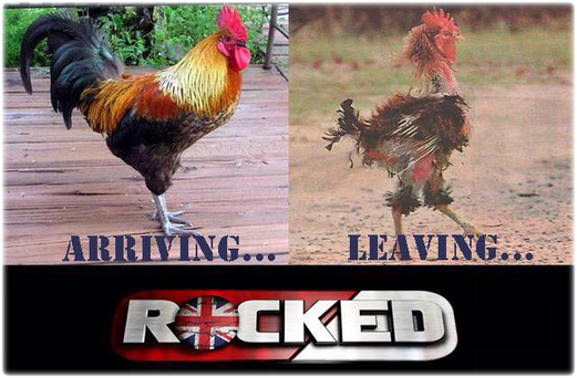 Rocked chicken
